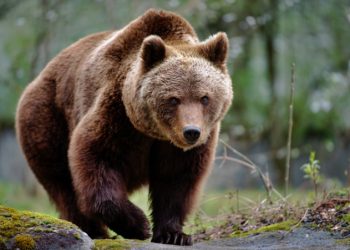 Un barbat din Vrancea a fost gasit mort pe un deal. Exista banuiala ca ar fi fost ucis de urs
