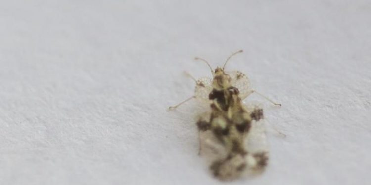 Primaria Capitalei a inceput lupta impotriva tigrilor de platan