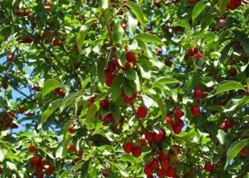 Ciresele vor fi diferite in acest an. Vor aparea mai tarziu si nu vor avea gust