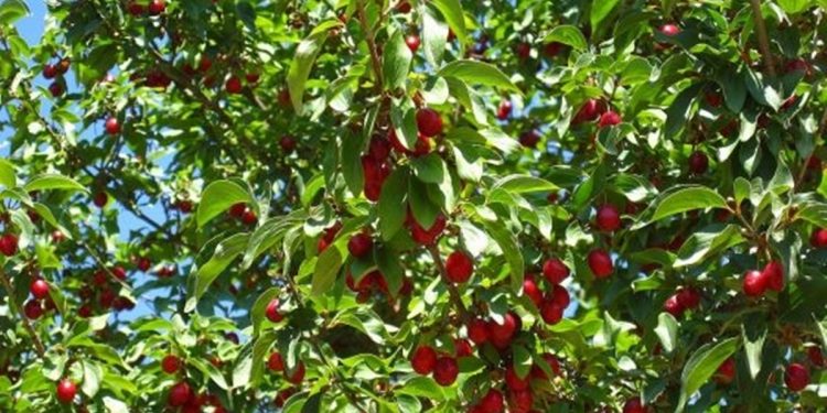 Ciresele vor fi diferite in acest an. Vor aparea mai tarziu si nu vor avea gust