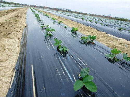 Scapa de buruienile nedorite utilizand folia de mulcire perfecta