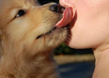 Saliva cainelui - iata ce trebuie sa stii