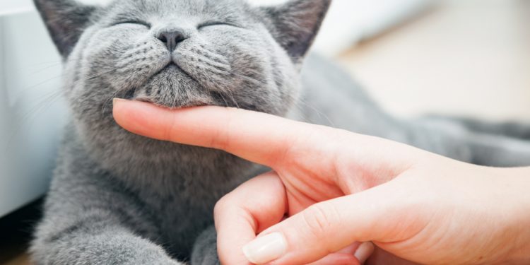 Vrei sa-ti vaccinezi pisica? Afla tot ce trebuie sa stii despre acest subiect!