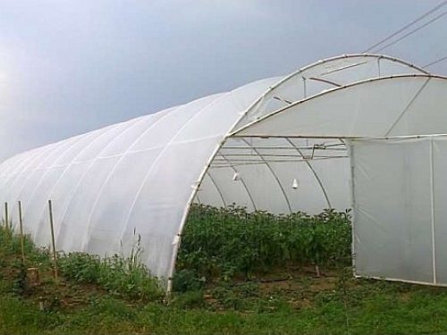 Cele doua materiale importante pentru cresterea legumelor in sezonul rece sunt policarbonatul si folia pentru solarii